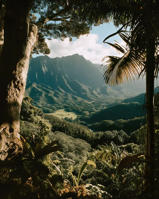 Lush tropical valley framed by jungle foliage
