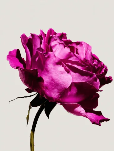 Vivid magenta rose in bloom on white