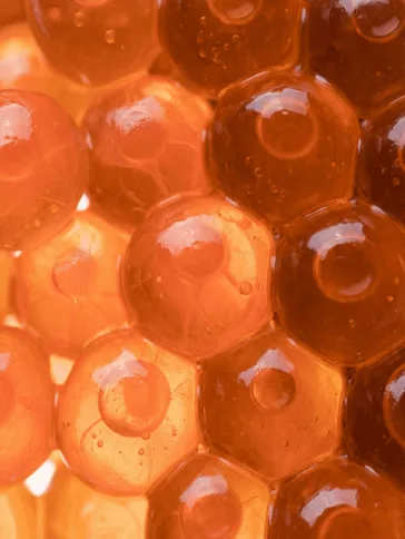 Macro of translucent orange salmon roe