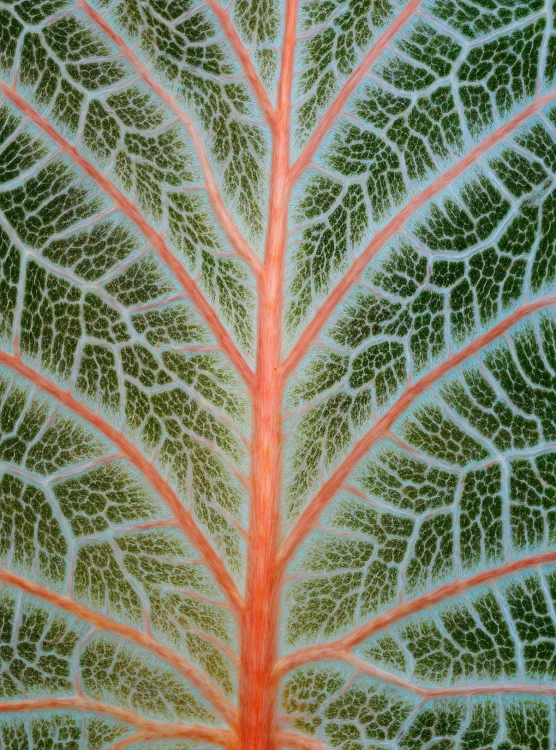 Macro of a green leaf with red veins