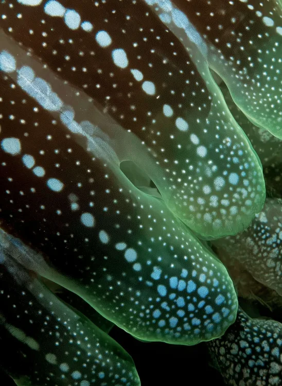 Macro of a teal spotted exotic skin pattern